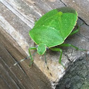 Green Stink Bug