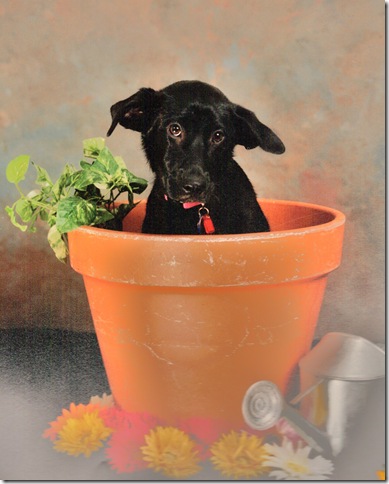 Flower Pot Holly (2)