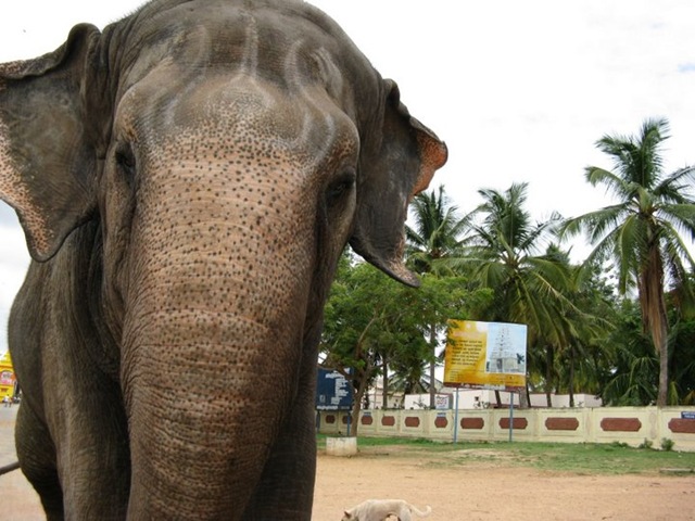 [elephant[3].jpg]