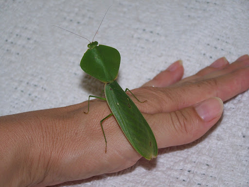 Playing Mantis