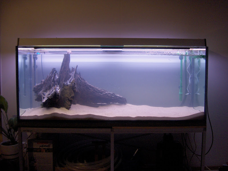 Lights and driftwood