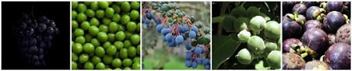 blue berries