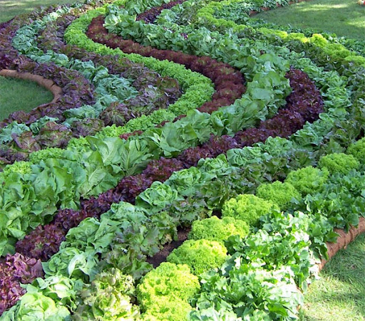 vegetables