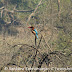 DSC06117.JPG, White Breasted Kingfisher (Side/Rear View) at Bharatpur Bird Sanctuary, Rajasthan, India, my solo all-india motorcycle journey