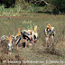 DSC06274.JPG, Painted Storks sunnig themselves at Bharatpur Bird Sanctuary, Rajasthan, India, my solo all-india motorcycle journey