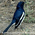 DSC06327.JPG, Oriental Magpie Robin at Bharatpur Bird Sanctuary, Rajasthan, India, my solo all-india motorcycle journey