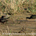 DSC06355.JPG, Glossy Ibis's at Bharatpur Bird Sanctuary, Rajasthan, India, my solo all-india motorcycle journey