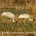 DSC06468.JPG, Sarus Crane Couple at Bharatpur Bird Sanctuary, Rajasthan, India, my solo all-india motorcycle journey