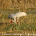 DSC06458.JPG, Feeding over their partner's necks - Sarus cranes at Bharatpur Bird Sanctuary, Rajasthan, India, my solo all-india motorcycle journey