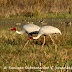 DSC06418.JPG, Sarus cranes - always move in pairs at Bharatpur Bird Sanctuary, Rajasthan, India, my solo all-india motorcycle journey
