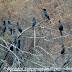 DSC06530.JPG, It's roosting time for this Cormorant family at Bharatpur Bird Sanctuary, Rajasthan, India, my solo all-india motorcycle journey