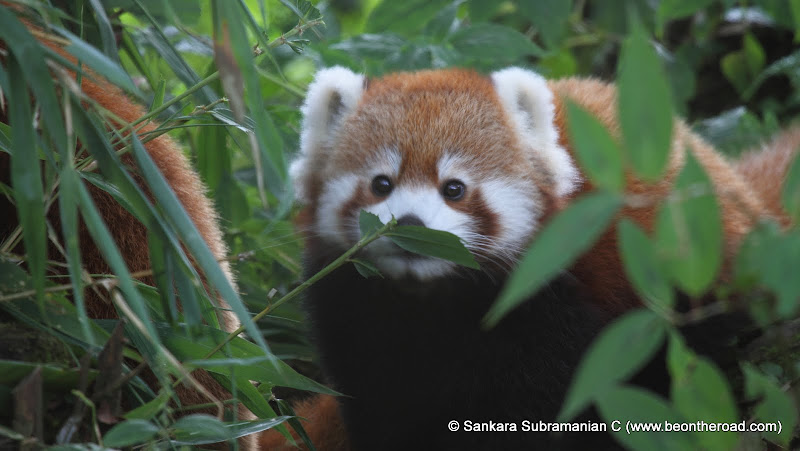 Red Panda – Sikkim's State Animal - Be On The Road | Live your Travel Dream!