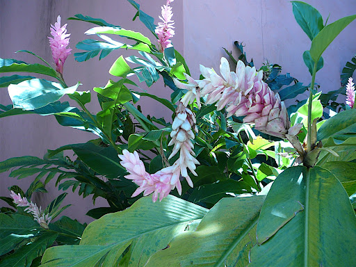 Pretty flowers outside of the hotel.