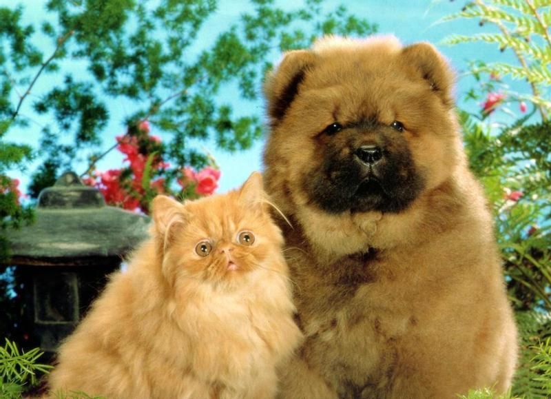รูปภาพ หมา กะ แมว น่ารักน่าเอ็นดู
