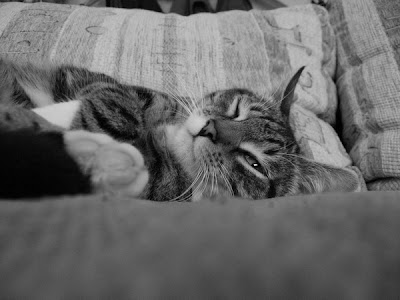 котэ