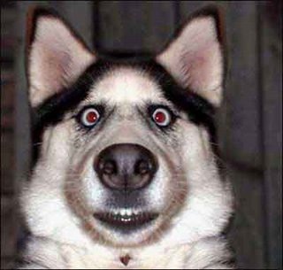 [DogObedienceTraining4.jpg]