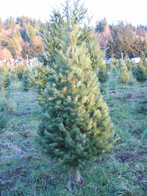 Note the saw around the base. This was the perfect tree.