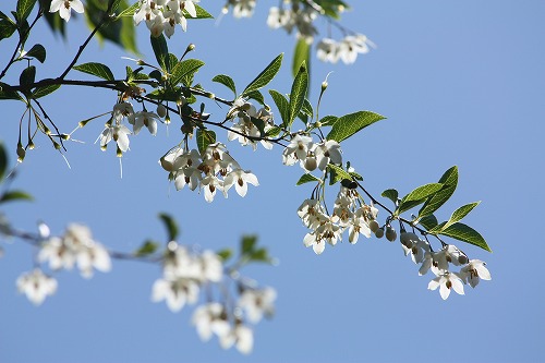 フツウの生活 狭山丘陵の白い花 エゴノキ フツウの生活 狭山丘陵の白い花 エゴノキ
