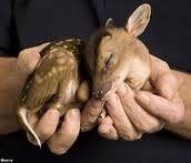 [Deer friends[2].jpg]