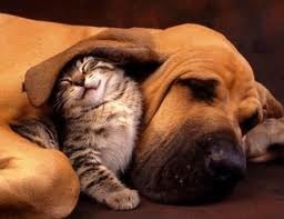 [bosom buddies[2].jpg]
