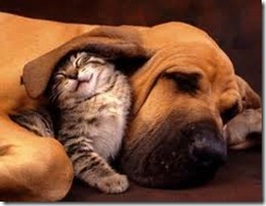 bosom buddies