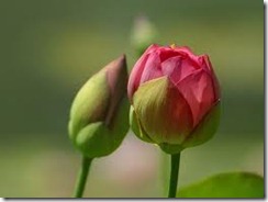 buds