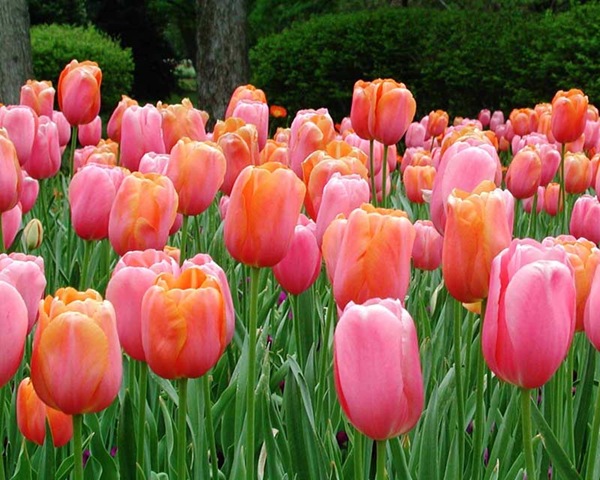 [flower_tulips[2].jpg]