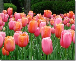 flower_tulips