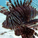 Lionfish