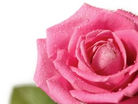 rosas (12) rosas (12)