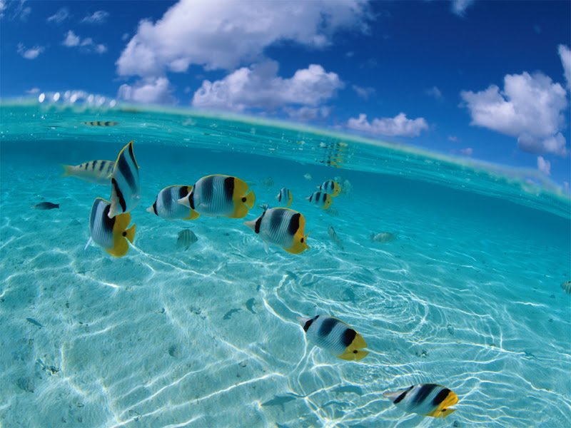 Fish InsideSea Fish InsideSea