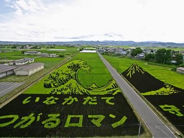 Amazing Rice Field