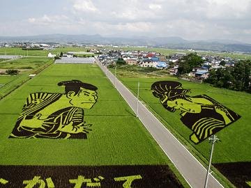 Amazing Rice Field