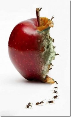 Apple Side Apple Side