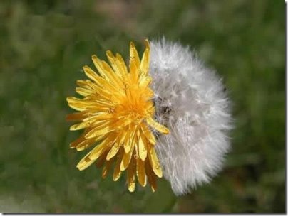 two primal opposing Flower side