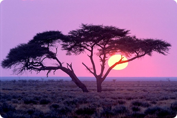 etosha_national_park_evening View
