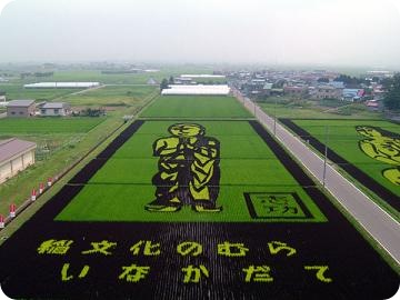 rice-field-5