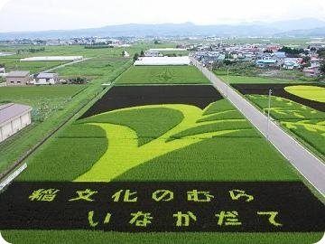 rice-field-7