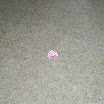Milani_20081221_2907.JPG