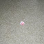 Milani_20081221_2907.JPG