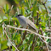 Blackcap