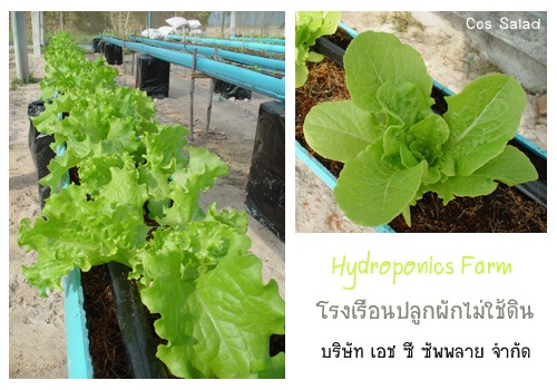 [hydroponics[7].jpg]