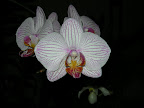  orchid