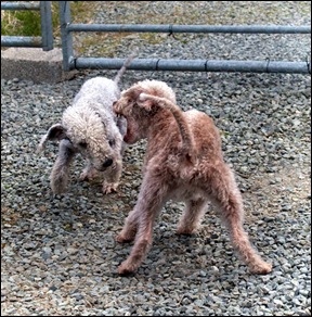 dogs