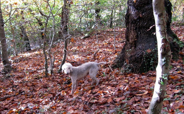[Autumn-woods-0615.jpg]