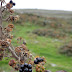 Dun Aonghasa, Inismor