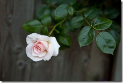 A rose from our garden