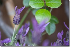 French lavender from the garden
