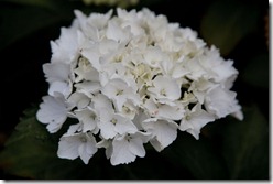 IMG_1761