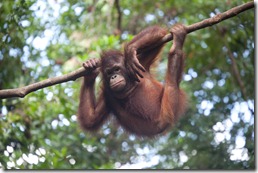 Orangutan